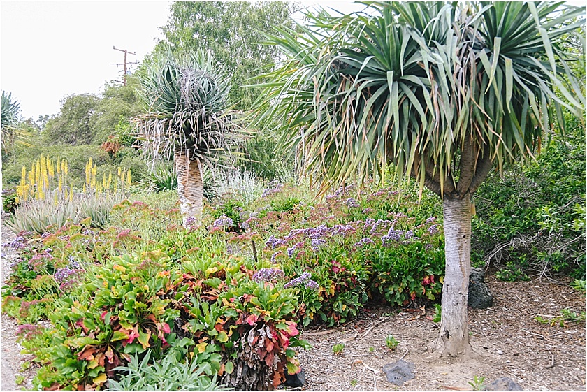 Arcadia Arboretum Engagement Elizabeth Burgi