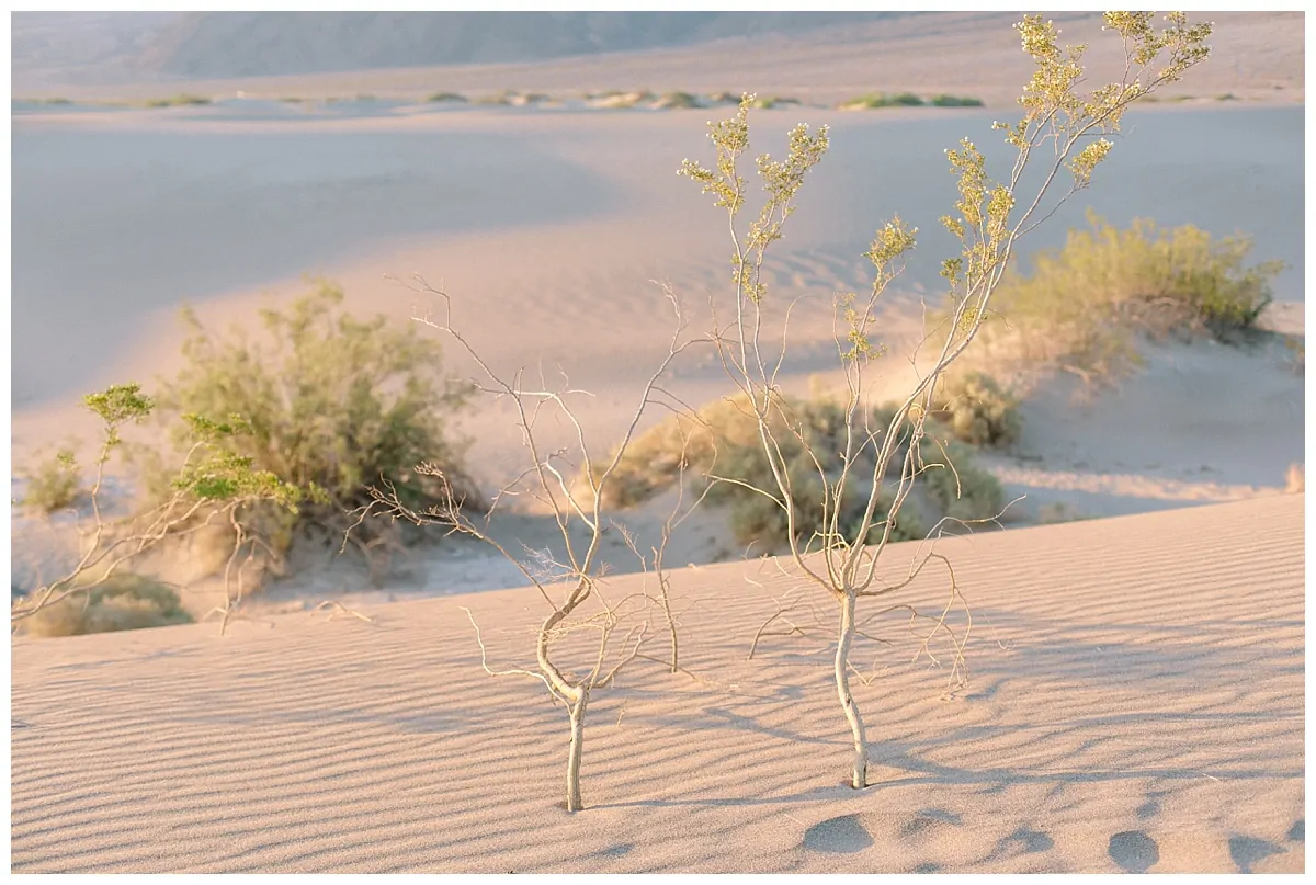 Death Valley_0537.jpg